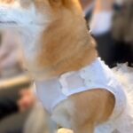 パパとママの結婚式に参加した犬→挙式中、真剣に見つめて…『一生幸せにする』涙溢れる表情が159万再生「綺麗だよって言ってる」「泣いた」(ブログ)