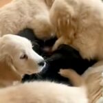 コタツで寝ていたら『大型犬の赤ちゃんたち』が…まるで天国のような『羨ましすぎる光景』が11万再生「幸せの襲来」「1度でいいから交代して」(ブログ)