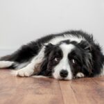 犬が『おもしろくない』と思っているときにする行動5選　愛犬がみせる不満のサインとは？(ブログ)