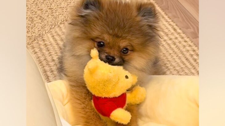 ぬいぐるみをくわえる赤ちゃん犬→眠気に襲われた結果…悶絶級に可愛い『電池切れの瞬間』が47万再生「どっちがぬいぐるみ？ｗ」「たまらない」(ブログ)