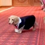 15歳のおじいちゃん犬が『リングドッグ』をした結果→参列者に挨拶をして…尊すぎる『おもてなし』に反響「マイペースでたまらん」「可愛すぎ」(ブログ)