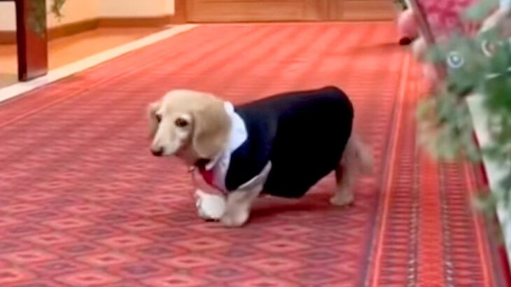 15歳のおじいちゃん犬が『リングドッグ』をした結果→参列者に挨拶をして…尊すぎる『おもてなし』に反響「マイペースでたまらん」「可愛すぎ」(ブログ)