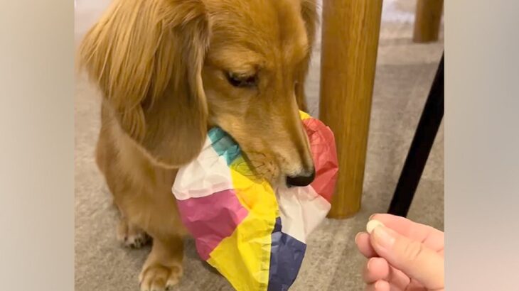 『紙風船』を絶対に渡したくない小型犬→おやつを交換条件に差し出してみたら…まさかの『ずる賢すぎる対策』に反響「思った以上に賢いｗ」(ブログ)
