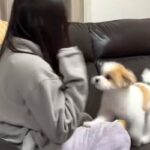 『犬が怖い女の子』と『初めて怖がられる犬』あまりにも可愛い”ふたりのやり取り”に996万再生の反響「てんやわんやｗｗ」「癒されました」(ブログ)