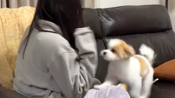 『犬が怖い女の子』と『初めて怖がられる犬』あまりにも可愛い”ふたりのやり取り”に996万再生の反響「てんやわんやｗｗ」「癒されました」(ブログ)