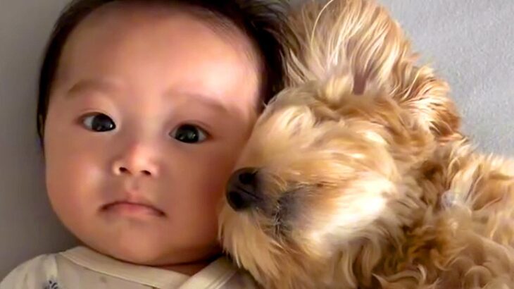 赤ちゃんが生まれ、犬が『お兄ちゃん』になった結果…大切にしているのが伝わる『尊い記録』が164万再生「この上ないほどの幸せ」「優しすぎ」(ブログ)