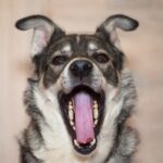 犬の危険な『舌の状態』4つ　健康状態を把握するためのチェック項目とは？(ブログ)