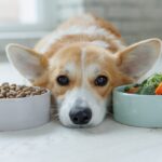 【獣医が解説】犬の食事を変える前に知っておきたい！「腸内環境」と「下痢」の話(ブログ)