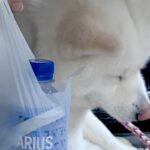 2人の男性がキャッチボールをしていたら、秋田犬がボールを持ち去ってしまい…SNSが起こした『奇跡的な物語』が107万表示「優しい世界」(ブログ)