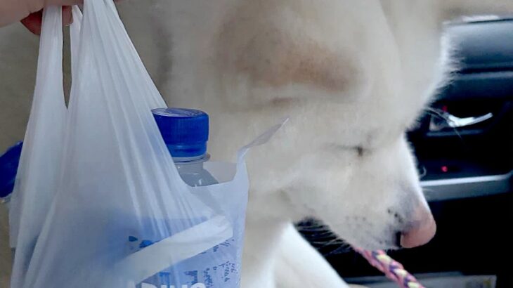 2人の男性がキャッチボールをしていたら、秋田犬がボールを持ち去ってしまい…SNSが起こした『奇跡的な物語』が107万表示「優しい世界」(ブログ)