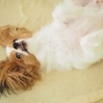 犬が『リラックス』しているサイン5つ　安心しているときにみせる態度や行動とは？(ブログ)