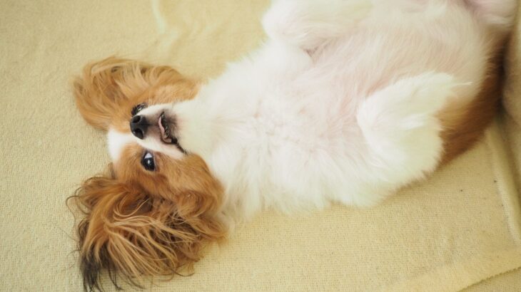 犬が『リラックス』しているサイン5つ　安心しているときにみせる態度や行動とは？(ブログ)