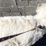 『草むらで拾った落とし物』を持って歩く犬→気に入ってしまった『まさかの物』が可愛すぎると14万表示「初心者なんだよねｗ」(ブログ)