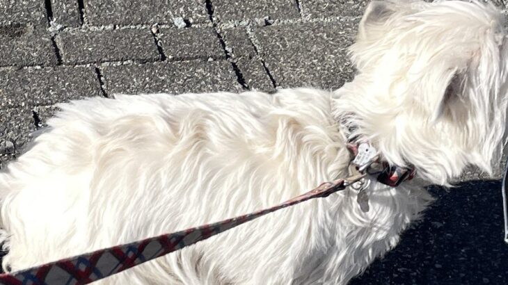 『草むらで拾った落とし物』を持って歩く犬→気に入ってしまった『まさかの物』が可愛すぎると14万表示「初心者なんだよねｗ」(ブログ)