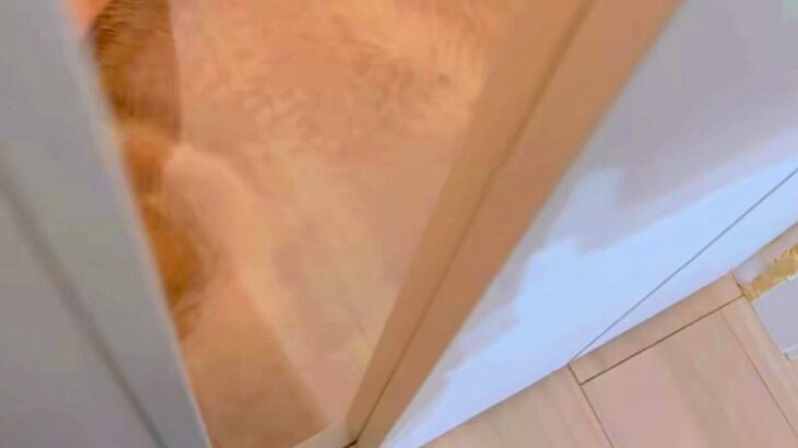 家に帰ったら、お留守番をしていた『ハスキー犬』が拗ねていて…無言でしていた『まさかの嫌がらせ』が46万再生「拗ね方ｗｗ」「愛おしい…」(ブログ)