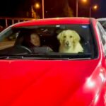 車に乗ってお迎えに来た犬→お姉ちゃんを見た瞬間…完全に亭主関白な光景が69万再生「カッコいいｗ」「お姉ちゃんのこと大好きなんだね」と絶賛(ブログ)