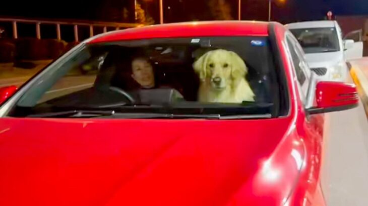 車に乗ってお迎えに来た犬→お姉ちゃんを見た瞬間…完全に亭主関白な光景が69万再生「カッコいいｗ」「お姉ちゃんのこと大好きなんだね」と絶賛(ブログ)