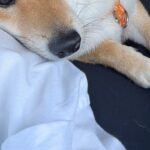 車の運転をしていたら、後部座席にいた犬が…まるで恋人のような『あざとすぎる行動』に2万いいね集まる「お顔が可愛すぎる」「たまらん」と悶絶(ブログ)