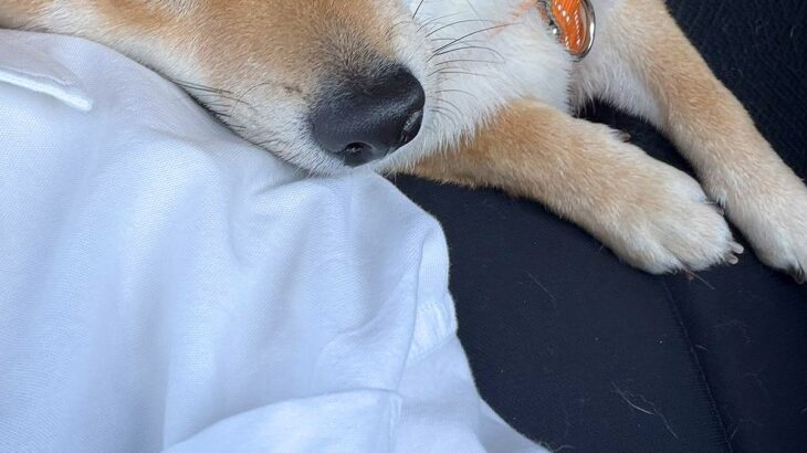 車の運転をしていたら、後部座席にいた犬が…まるで恋人のような『あざとすぎる行動』に2万いいね集まる「お顔が可愛すぎる」「たまらん」と悶絶(ブログ)