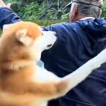 『子犬の頃から遊んでもらっていたおじさん』に遭遇した秋田犬→自分の大きさを分かっていない光景が15万再生「ダイナミック愛」「可愛すぎ」(ブログ)