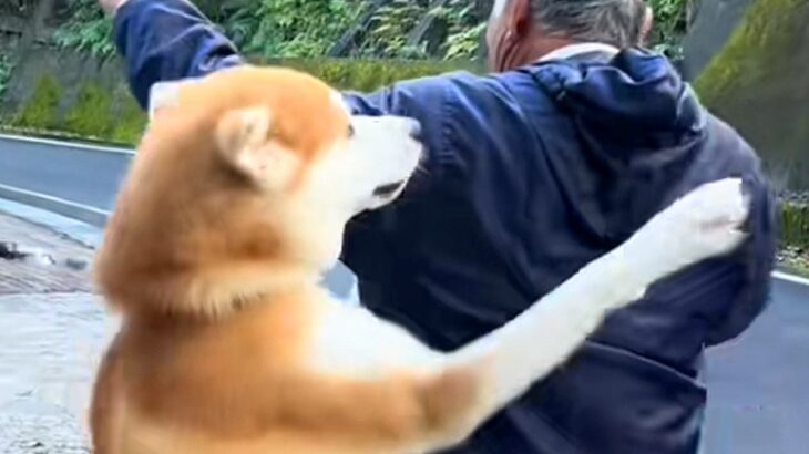 『子犬の頃から遊んでもらっていたおじさん』に遭遇した秋田犬→自分の大きさを分かっていない光景が15万再生「ダイナミック愛」「可愛すぎ」(ブログ)