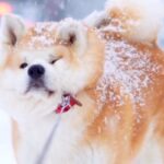 雪の中『帰宅拒否』をする秋田犬→体に雪が降り積もって…まるで『お菓子のような姿』に反響「ふわとろなパンケーキ」「絵になる」と22万再生(ブログ)