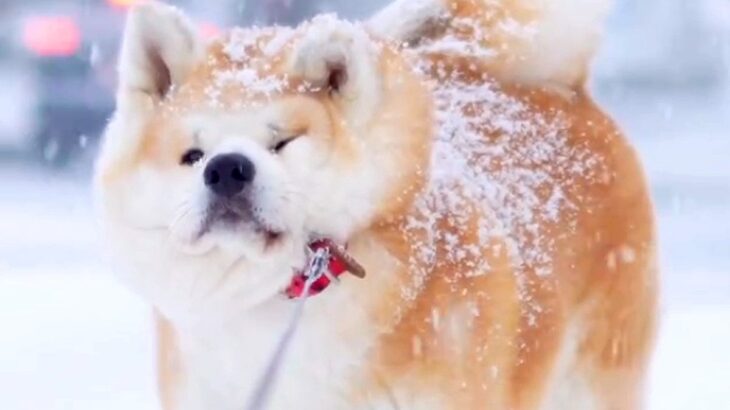 雪の中『帰宅拒否』をする秋田犬→体に雪が降り積もって…まるで『お菓子のような姿』に反響「ふわとろなパンケーキ」「絵になる」と22万再生(ブログ)