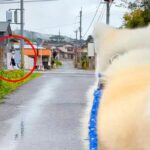 偶然、下校中の娘と出会った『2匹の秋田犬』→忠犬すぎる『家族愛を感じる光景』が14万再生「羨ましい…」「お座り最高」「みんなお利口さん」(ブログ)