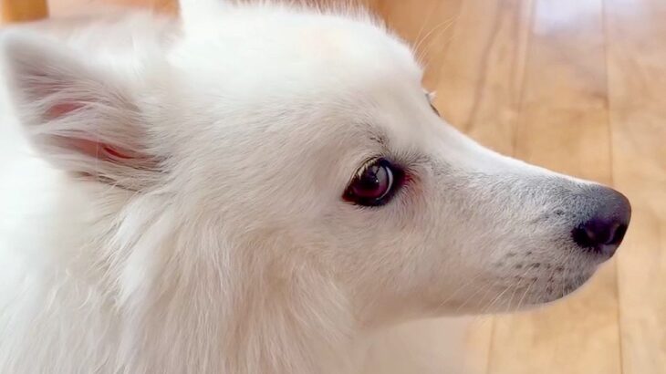 『カッコイイ横顔の犬』を撮影→角度を変えてみた結果…まさかの『違う動物に変化する光景』が65万表示「想像以上だったｗｗ」「そんなバカな」(ブログ)