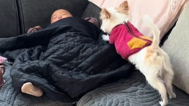 ソファーで眠る赤ちゃん→なぜか『犬』が近づいていき…あまりにも尊い『一緒にお昼寝する光景』に反響「幸せが形になってる…」「最高の場所」(ブログ)