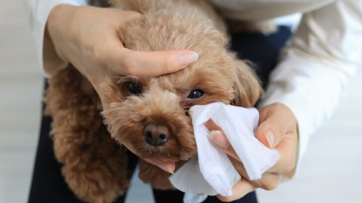 犬の『目ヤニ』絶対NGなお手入れ3選　悪化してしまう原因や適切なケア方法まで(ブログ)