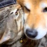 犬のことが大好きすぎる猫→気持ちを抑えられなくて…想像以上に『激しすぎる愛情表現』が14万再生「優しさに感動した」「離れられないんだね」(ブログ)