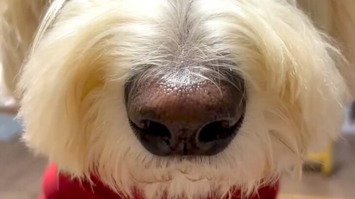 『ごはんまだ？』大型犬が圧をかけてきたので、正面から撮影してみたら…想像を上回る『表情』が132万再生「でかｗｗ」「思った以上で草」(ブログ)