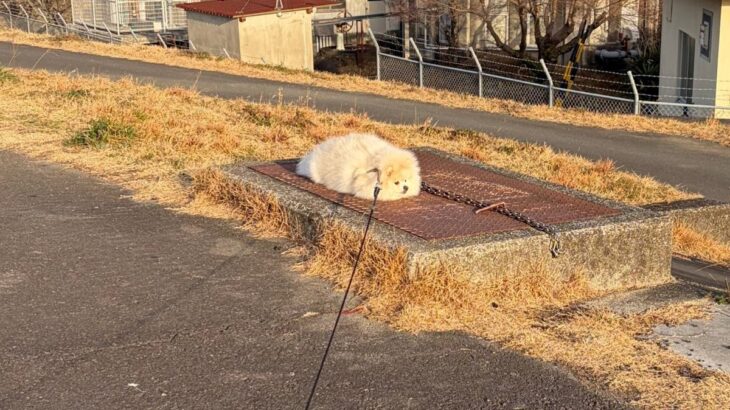 散歩中、完全に拗ねてしまった犬→まさかの『冤罪』と『理不尽な主張』が286万表示「演技派すぎるｗ」「クッション落ちてるのかと思った」の声(ブログ)