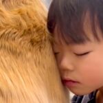 朝、遅刻寸前になった5歳の男の子→大型犬に顔をうずめて…可愛すぎる『共犯の様子』が27万再生「人をダメにするｗｗ」「最高の二度寝場所」(ブログ)
