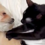 保護された黒猫を飼った結果→お迎えして『たったの2日目』で…先輩犬との『愛おしすぎるやり取り』に絶賛続々「Win-Winな関係」「尊い」(ブログ)