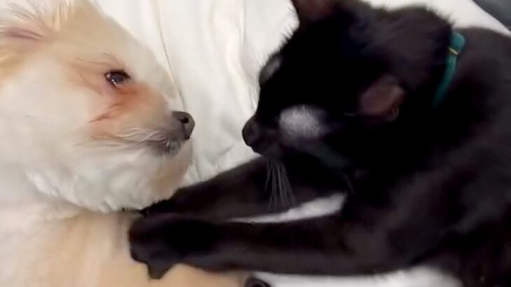 保護された黒猫を飼った結果→お迎えして『たったの2日目』で…先輩犬との『愛おしすぎるやり取り』に絶賛続々「Win-Winな関係」「尊い」(ブログ)