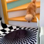『犬はトリックアートに引っかかるのか？』を検証→階段の下に設置した結果…思っていたのと違う光景が91万再生「爆笑」「神リアクションで草」(ブログ)