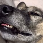 ぐっすり眠っている犬→顔がピクピク動き出して…衝撃的な『寝顔』と『イビキ』がおもしろ可愛いと反響「想像以上で草」「本当に愛おしいｗ」(ブログ)