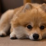 犬が『悲しい』ときにみせる仕草や行動4選　愛犬がしんどいと感じる理由や必要なサポートまで(ブログ)