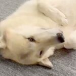女の子に撫でてほしくて『撫でられ待ち』をする狼犬→眠気が襲ってきて…子犬のような『まさかの光景』が話題「寝落ちｗｗ」「カッコいいのにｗ」(ブログ)
