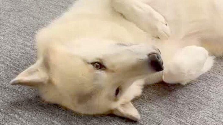 女の子に撫でてほしくて『撫でられ待ち』をする狼犬→眠気が襲ってきて…子犬のような『まさかの光景』が話題「寝落ちｗｗ」「カッコいいのにｗ」(ブログ)