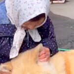 おばあちゃんの膝枕に吸い寄せられる秋田犬→撫でられて、うっとりと…赤ちゃんのような『尊い光景』が24万再生「愛感じる」「本当に幸せそう」(ブログ)