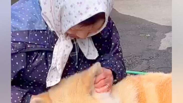 おばあちゃんの膝枕に吸い寄せられる秋田犬→撫でられて、うっとりと…赤ちゃんのような『尊い光景』が24万再生「愛感じる」「本当に幸せそう」(ブログ)