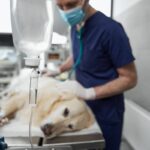 犬が『体調不良を訴えている』サイン5つ　早めに気づいてあげるためにできることまで(ブログ)