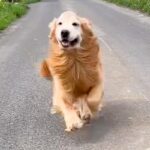 1ヶ月半ぶりに大型犬と再会→抱き合った瞬間に…嬉しすぎて『号泣してしまう光景』が326万再生「こっちまで泣けてきた」「愛おしい」と感動(ブログ)