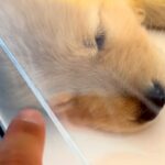 姉犬と離れ離れになった妹犬→SNSを通じて『感動の再会を果たした』と思ったら…『予想外の展開』が気まずいと爆笑「オチがｗｗ」「完璧すぎ」(ブログ)