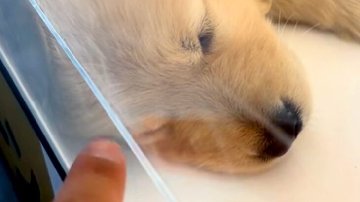 姉犬と離れ離れになった妹犬→SNSを通じて『感動の再会を果たした』と思ったら…『予想外の展開』が気まずいと爆笑「オチがｗｗ」「完璧すぎ」(ブログ)