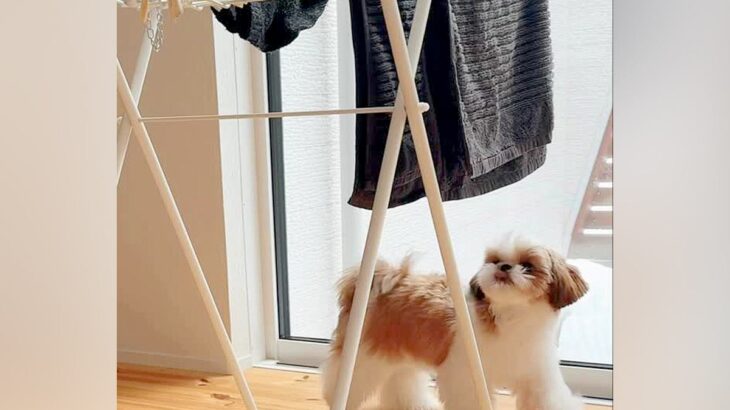 犬のおもちゃを干した結果→犬が『助け出そう』として…友情すら感じさせる『健気すぎる様子』が話題「相棒なんだよね」「鳴き声まで可愛い」(ブログ)