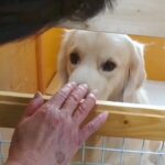 おばあちゃんのことが苦手な大型犬→諦めずに愛情を注ぎ続けた結果…心を開いて見せた『態度の変化』に感動「優しさが伝わった」「いい笑顔」(ブログ)